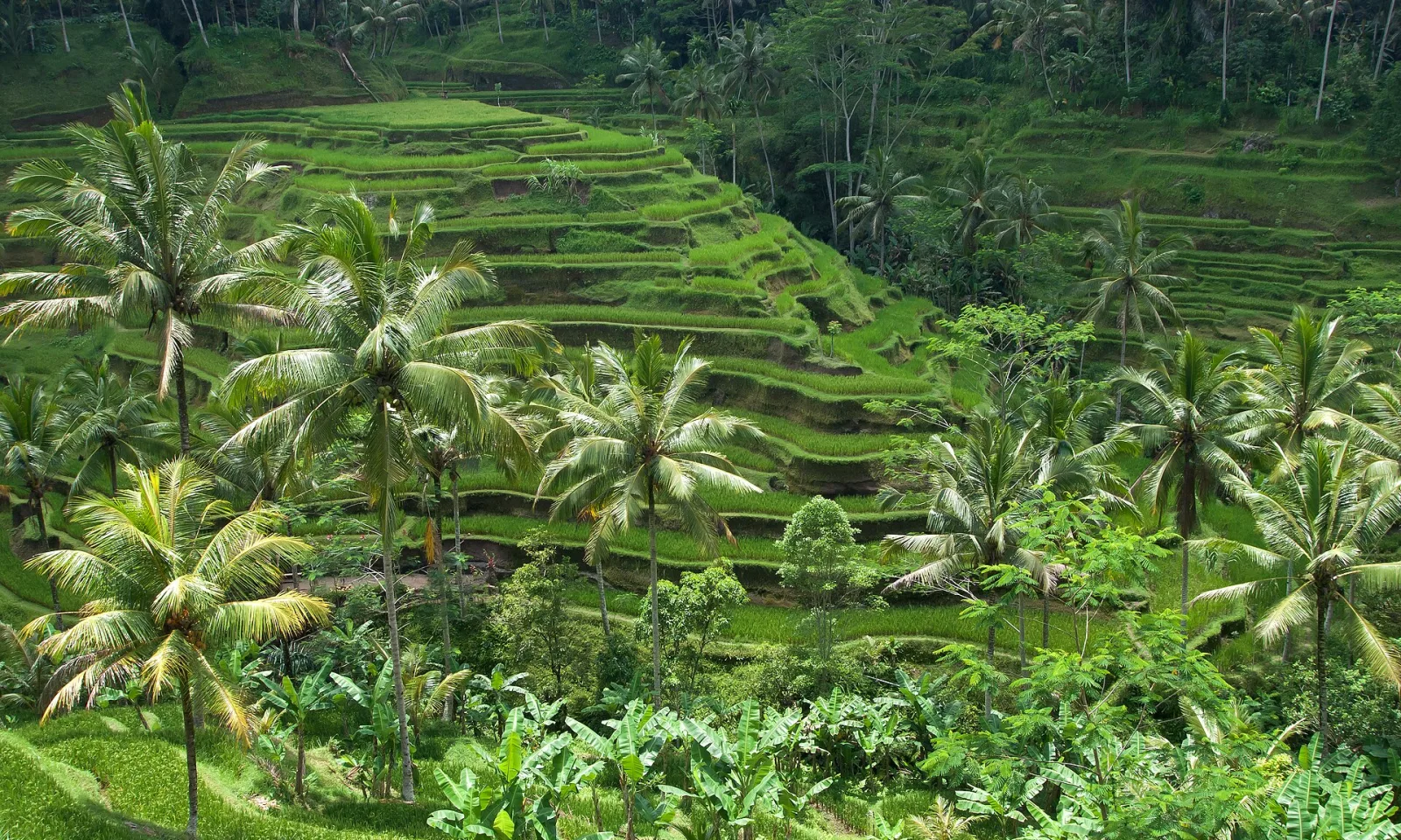 বালি ৬ দিন ৫ রাত